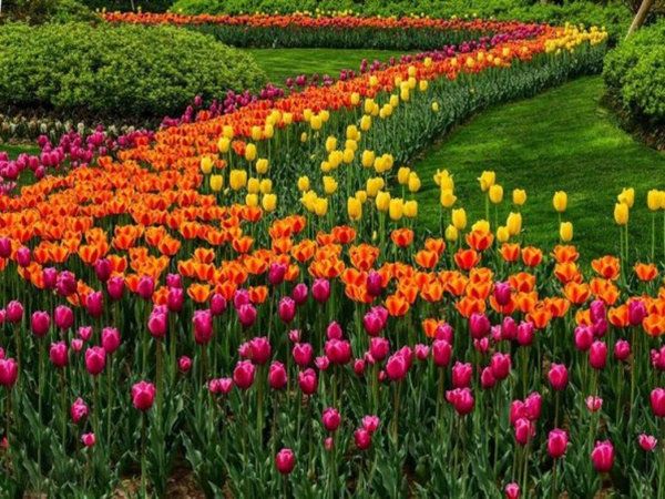 郁金香花海.jpg