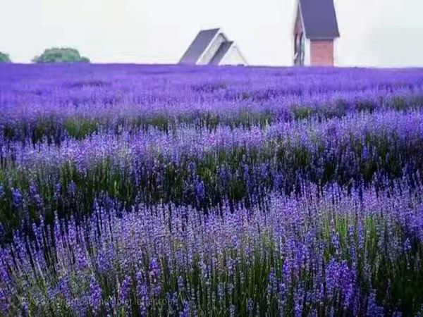 薰衣草花海.jpg