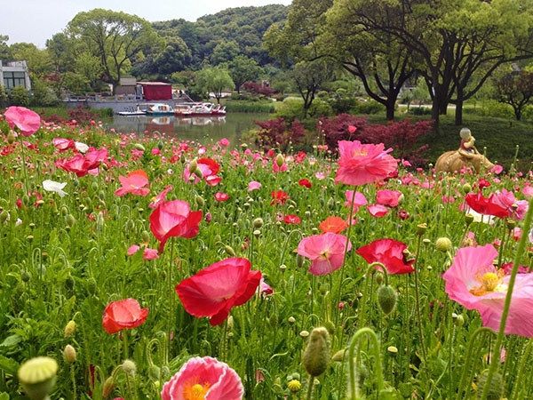 冰島虞美人花海.jpg